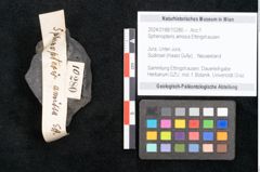 Foto (Objekt + Etikett) von Sphenopteris amissa Ettingshausen (NHMW-GEO-2024-0188-10280)